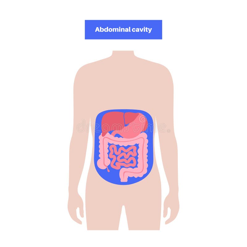 Abdominal cavity poster stock illustration. Illustration of digestive ...