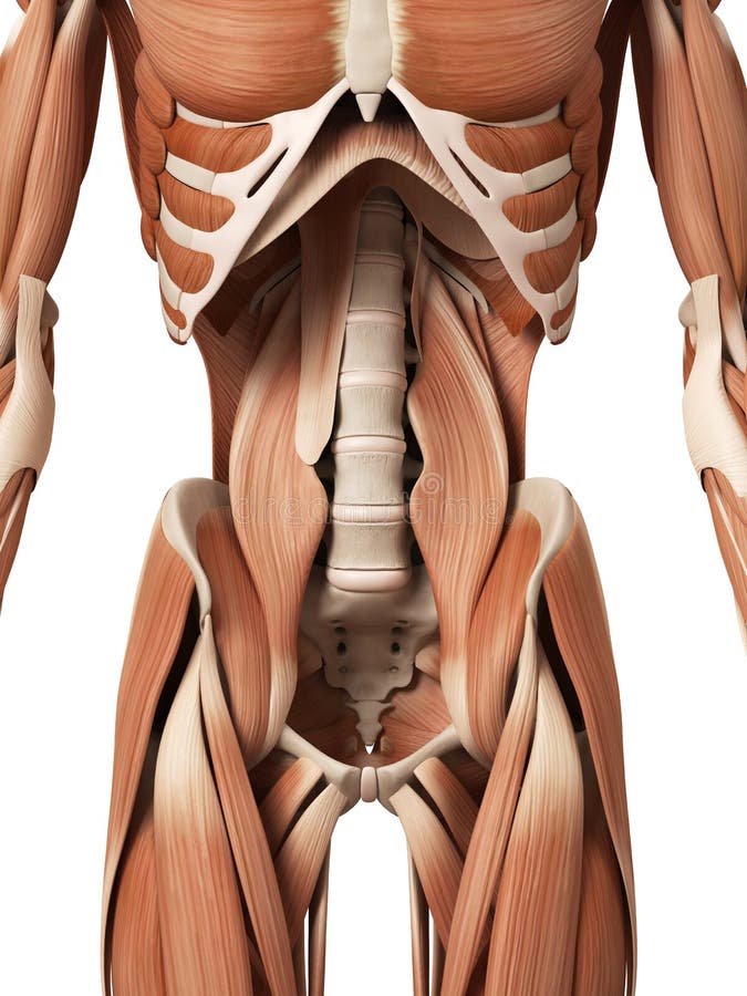 The abdominal muscles royalty free illustration The abdominal muscles royalty free illustration