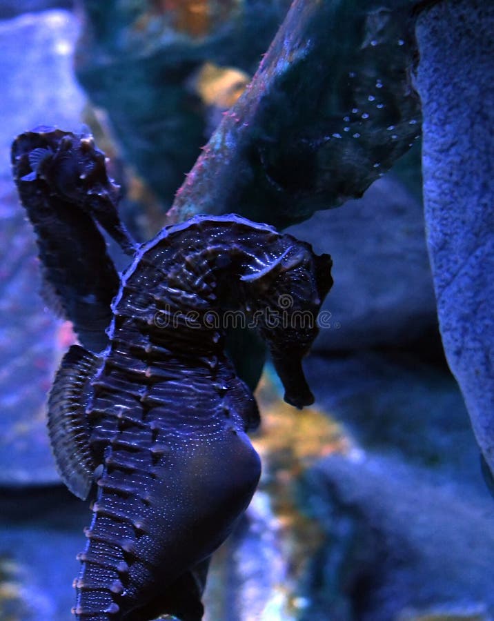 Abdominalis barrigones del hipocampo del seahorse foto de archivo Abdominalis barrigones del hipocampo del seahorse foto de archivo