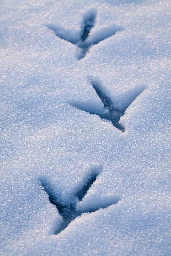 Abdruck im Schnee lizenzfreies stockfoto Abdruck im Schnee lizenzfreies stockfoto