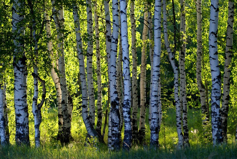 Birch forest in sunlight in the morning. Birch forest in sunlight in the morning