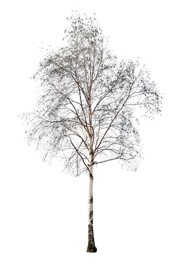 Birch without leaves isolated on white backgriund. Birch without leaves isolated on white backgriund