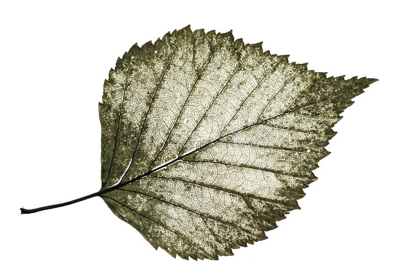 Abedul viejo mitad-decaído transparente de la hoja con el modelo afiligranado encendido foto de archivo libre de regalías Abedul viejo mitad-decaído transparente de la hoja con el modelo afiligranado encendido foto de archivo libre de regalías