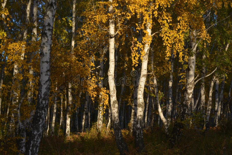 Abedules en la puesta del sol, Siberia, Rusia, Irkutsk del otoño, septiembre de 2017, horizontalmente fotografía de archivo Abedules en la puesta del sol, Siberia, Rusia, Irkutsk del otoño, septiembre de 2017, horizontalmente fotografía de archivo