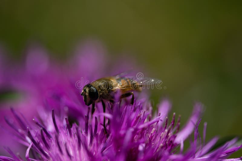 Abeille images stock Abeille images stock