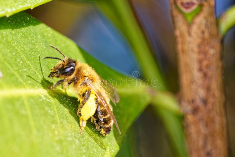 L'abeille africaine ou abeille tueuse