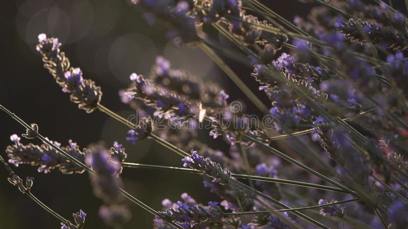 Abeille dans les fleurs de lavande violette en été banque de vidéos