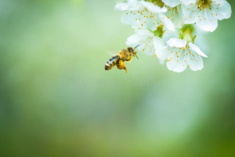 Abeille de miel appréciant le cerisier de floraison