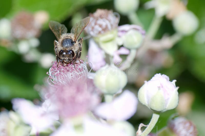 Abeille de miel ramassant le nectar des fleurs roses dans un jardin luxuriant pendant un après-midi ensoleillé images libres de droits