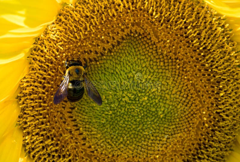 Abeille de miel sur le tournesol photos stock Abeille de miel sur le tournesol photos stock