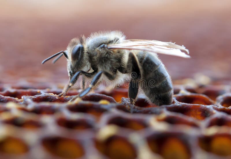 Abeille de travail photo libre de droits Abeille de travail photo libre de droits