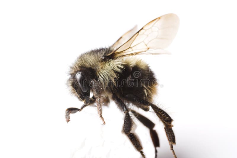 Download Abeille Essayant De Marcher Image stock - Image du pattes, honeycomb: 726363