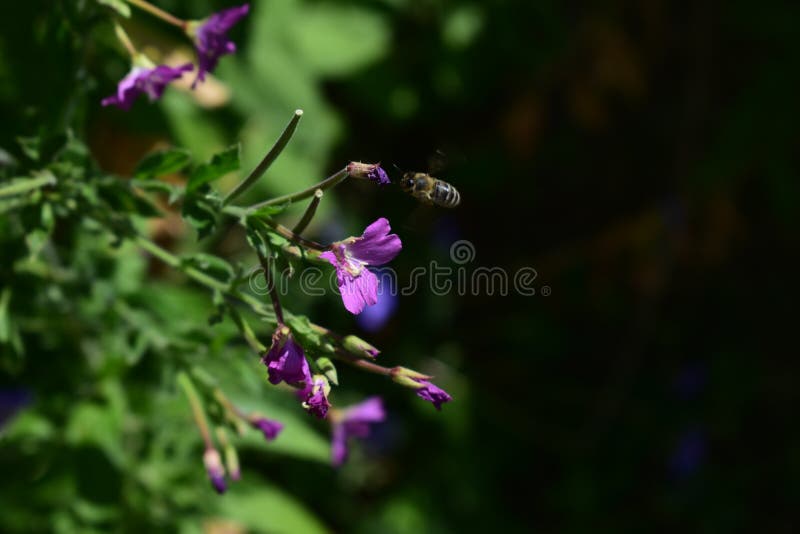 Abeille et fleur photos libres de droits Abeille et fleur photos libres de droits