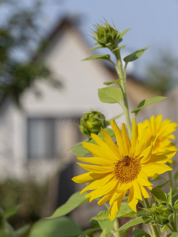Abeille et maison de tournesol image stock Abeille et maison de tournesol image stock