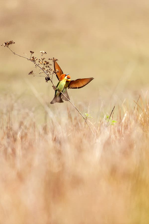 Abeille-mangeur ? t?te de ch?taigne de couples doux joignant dans la branche dans le domaine, matin d'?t? Khao Yai, Tha?lande images libres de droits Abeille-mangeur ? t?te de ch?taigne de couples doux joignant dans la branche dans le domaine, matin d'?t? Khao Yai, Tha?lande images libres de droits