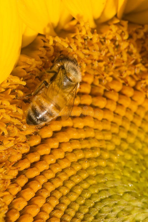 Abeille occidentale de miel forageant sur le disque d'un tournesol photos stock Abeille occidentale de miel forageant sur le disque d'un tournesol photos stock