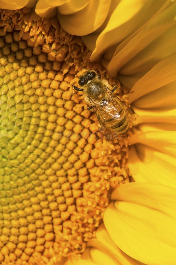 Abeille occidentale de miel forageant sur le disque d'un tournesol photo libre de droits Abeille occidentale de miel forageant sur le disque d'un tournesol photo libre de droits