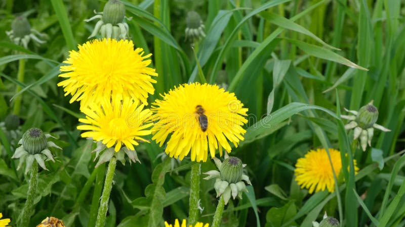 Abeille réunissant le nectar ou du miel sur un pissenlit jaune. Gros plan