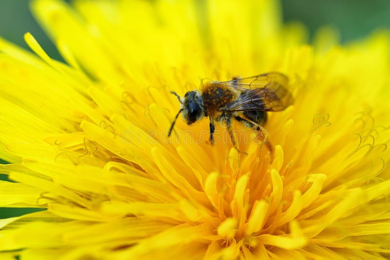 Abeille sauvage sur la fleur jaune images libres de droits Abeille sauvage sur la fleur jaune images libres de droits