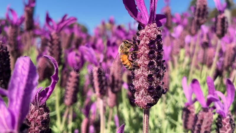 Abeille simple sur la lavande pourpre recueillant le nectar pour la ruche banque de vidéos