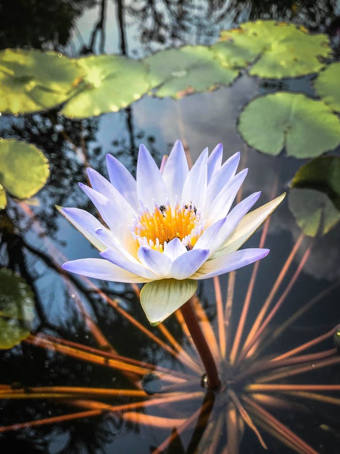 Abeille sur la fleur de lotus blanc dans l'étang, Waterlily dans l'étang photo libre de droits Abeille sur la fleur de lotus blanc dans l'étang, Waterlily dans l'étang photo libre de droits