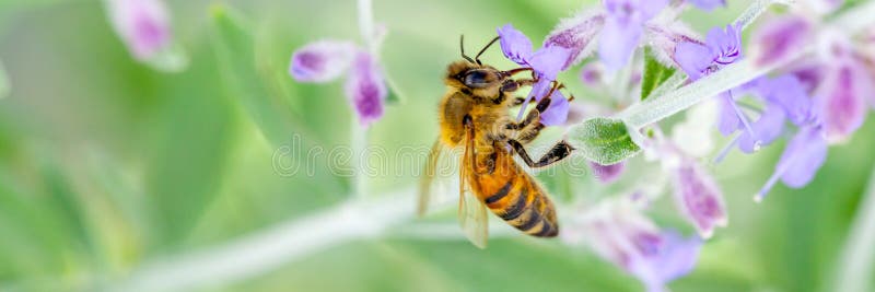 Abeille sur la lavande image libre de droits