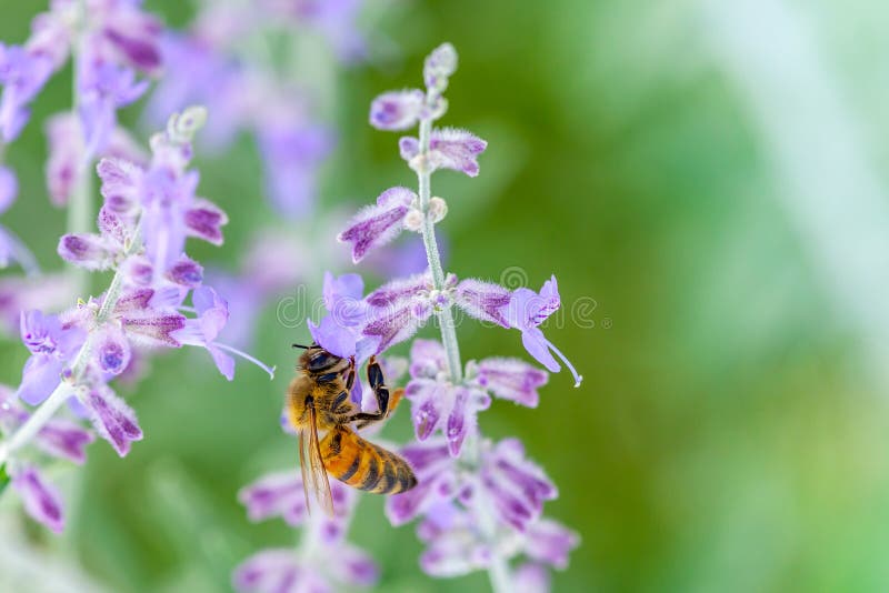 Abeille sur la lavande images stock