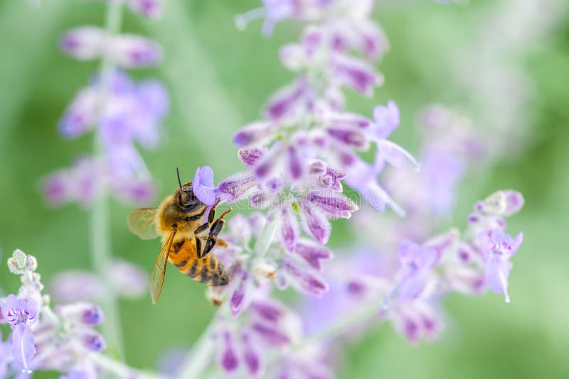 Abeille sur la lavande photographie stock