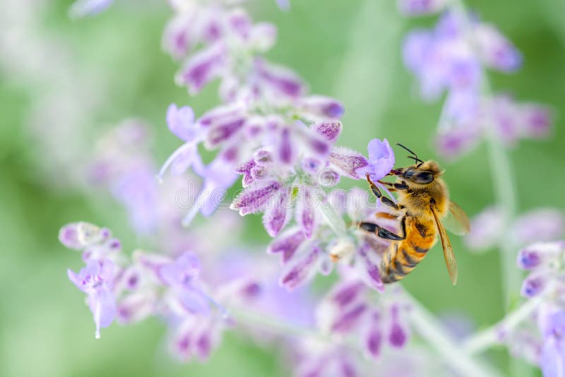 Abeille sur la lavande images libres de droits