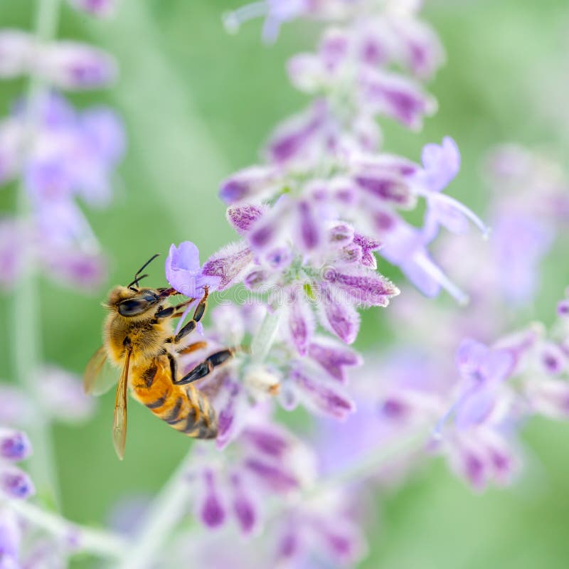 Abeille sur la lavande image libre de droits