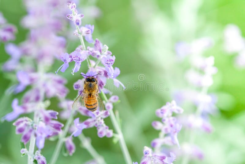 Abeille sur la lavande photographie stock libre de droits