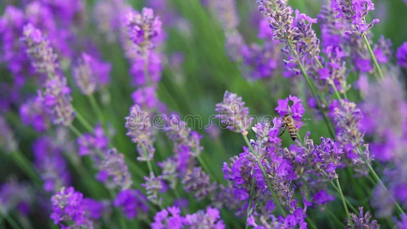 Abeille sur le champ de fleurs de lavande violette. . fermer banque de vidéos
