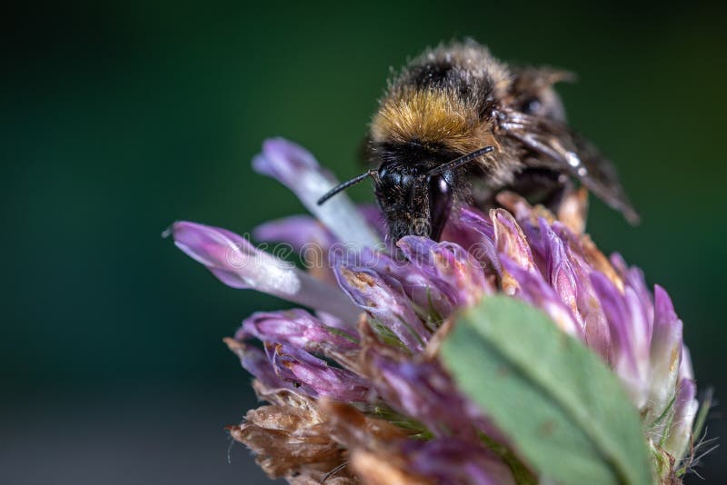 Abeille sur le macro de plan rapproché de fleur de trèfle photo stock Abeille sur le macro de plan rapproché de fleur de trèfle photo stock