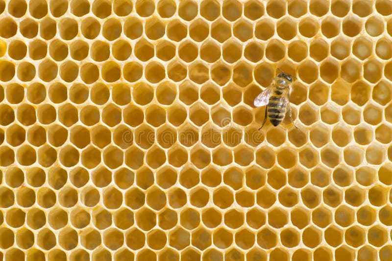 abeille à miel de peigne photographie stock abeille à miel de peigne photographie stock
