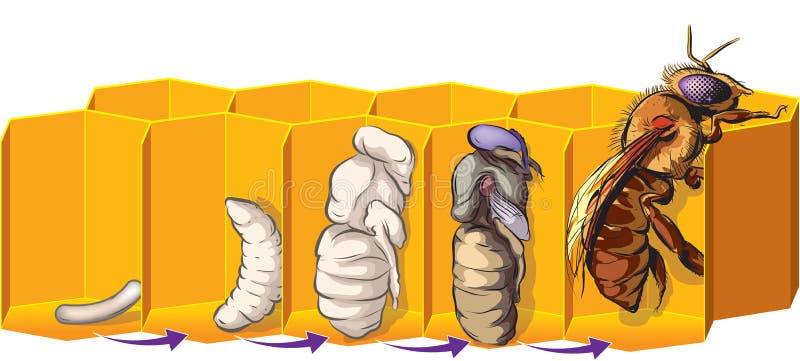 Abeilles illustration de vecteur Abeilles illustration de vecteur