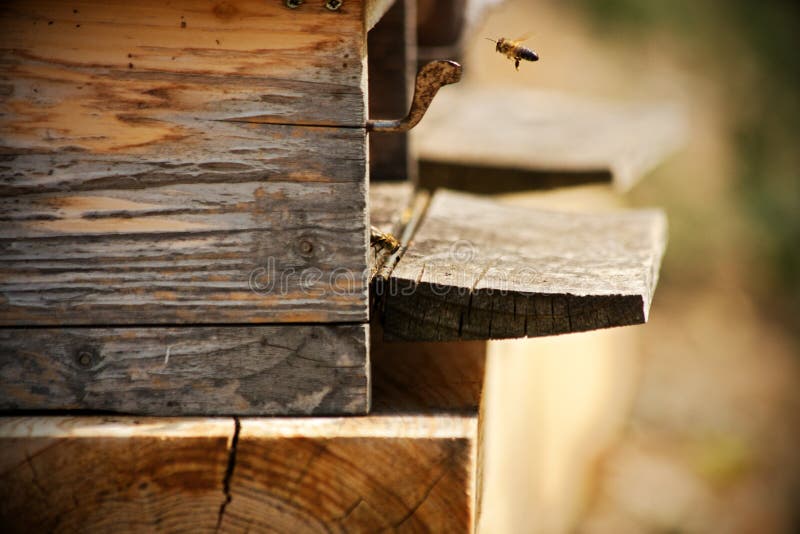 Abeilles dans la ruche photographie stock libre de droits Abeilles dans la ruche photographie stock libre de droits