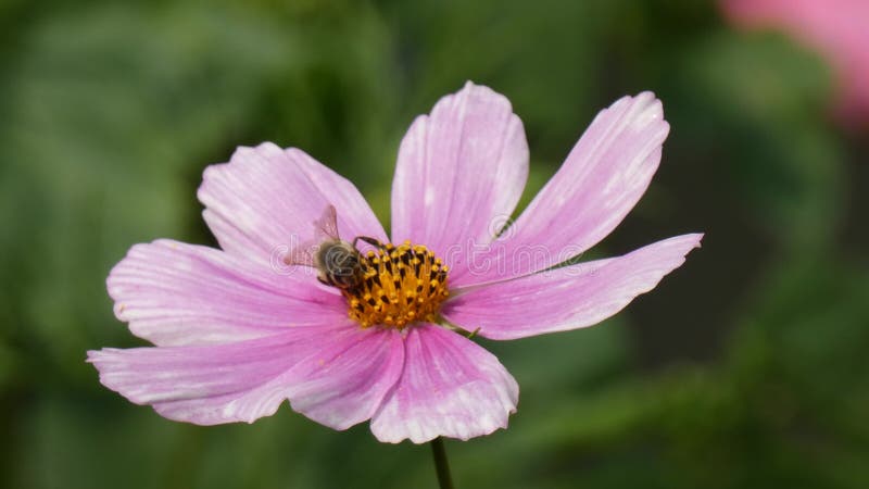 Abeilles en cosmos Bipinnatus de cosmos de jardin d'agrément banque de vidéos