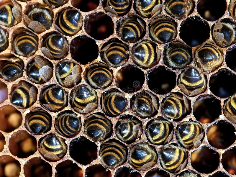Abeilles en nids d'abeilles dans la ruche Ruche d'abeille Fond photos libres de droits Abeilles en nids d'abeilles dans la ruche Ruche d'abeille Fond photos libres de droits