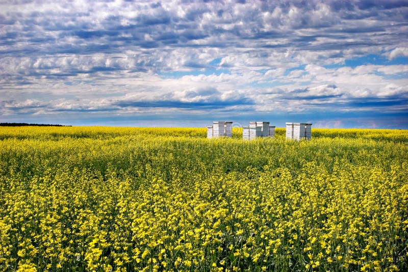 Abeilles et Canola image libre de droits Abeilles et Canola image libre de droits