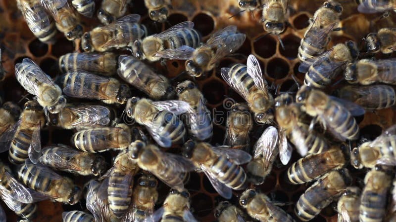 Abeilles Grouillant Sur La Macro Extrême De Nid D'abeilles . Insectes  Travaillant Dans La Ruche En Bois Réunissant Le Nectar De Po Photo stock -  Image du animal, fleur: 192627812