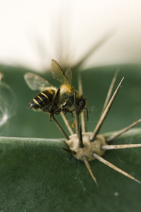 Abeilles mortes sur le cactus image libre de droits Abeilles mortes sur le cactus image libre de droits