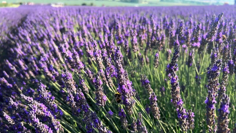 Abeilles ramassant du miel dans un champ de lavande violette banque de vidéos