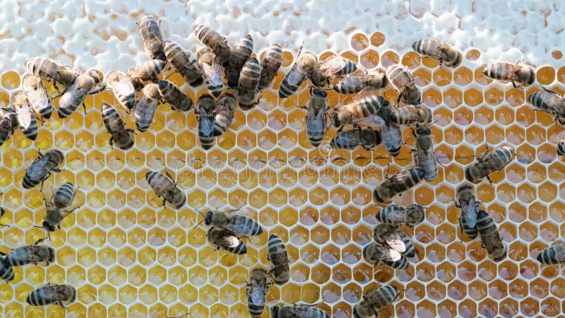 Abeilles Se Baladent Sur Le Nid D'abeille. Les Insectes Qui Travaillent  Dans La Ruche En Bois Ramassant Le Nectar Du Pollen De Fle Clips Vidéos -  Vidéo du apiculture, beeswax: 287929405