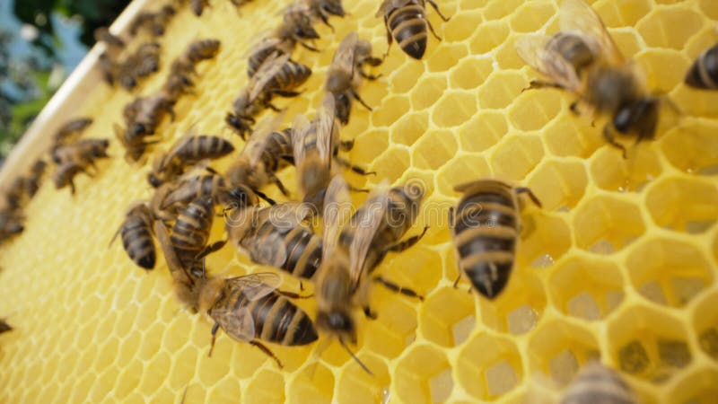 Abeilles Grouillant Sur La Macro Extrême De Nid D'abeilles . Insectes  Travaillant Dans La Ruche En Bois Réunissant Le Nectar De Po Photo stock -  Image du animal, fleur: 192627812