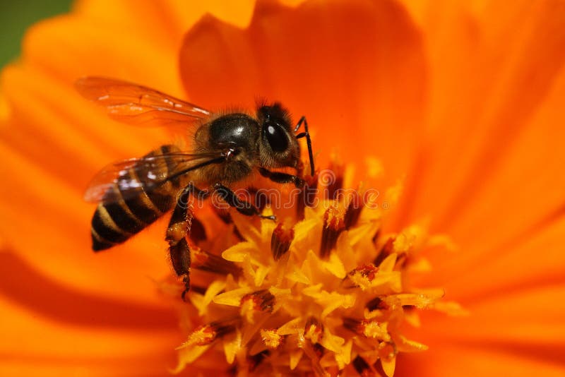 Abeilles sur la fleur photos libres de droits Abeilles sur la fleur photos libres de droits