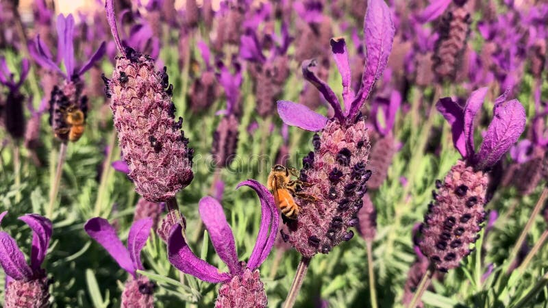 Abeilles sur la lavande pourpre recueillant le nectar banque de vidéos