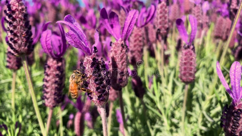 Abeilles sur la lavande pourpre recueillant le nectar DOF banque de vidéos