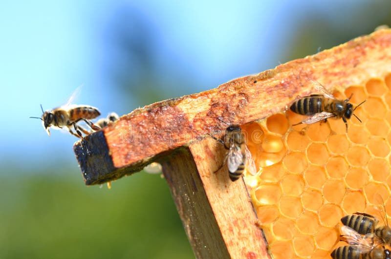 Abeilles sur le nid d'abeilles images stock Abeilles sur le nid d'abeilles images stock