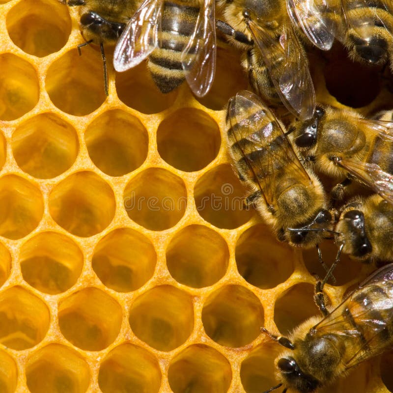 Abeilles sur le nid d'abeilles images libres de droits Abeilles sur le nid d'abeilles images libres de droits