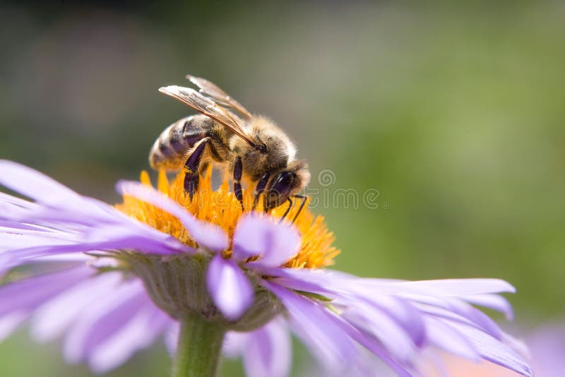 Fine blue flower macro with bee harvesting honey. Fine blue flower macro with bee harvesting honey